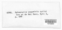 Diplodina leguminis-cytisi image
